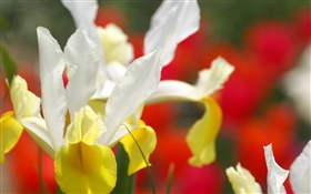 flor de la orquídea, pétalos amarillo blanco HD fondos de pantalla