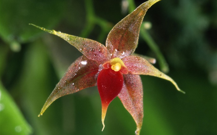 Flor de la orquídea macro, bokeh Fondos de pantalla, imagen