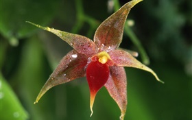 Flor de la orquídea macro, bokeh