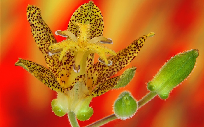 pétalos de la flor de la orquídea Fondos de pantalla, imagen