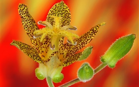 pétalos de la flor de la orquídea HD fondos de pantalla