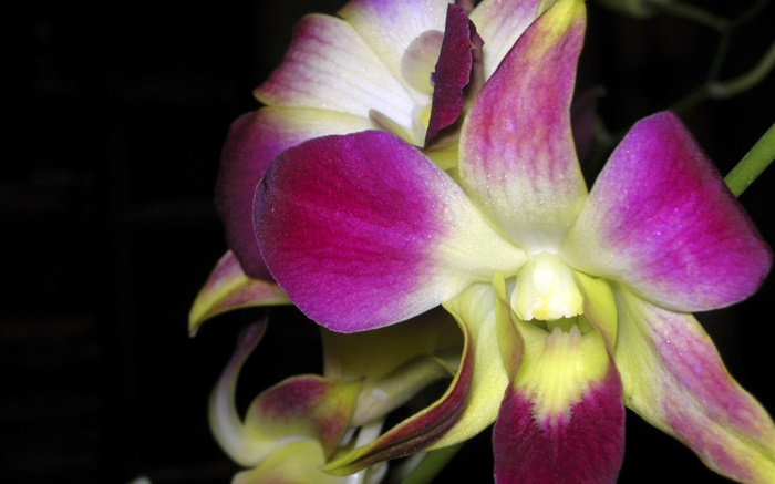 Macro de la orquídea, pétalos de rosa Fondos de pantalla, imagen