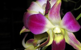 Macro de la orquídea, pétalos de rosa