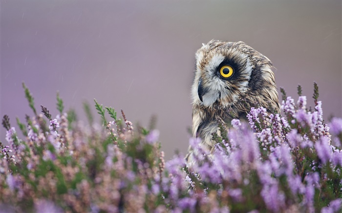 Búho en las flores de lavanda Fondos de pantalla, imagen