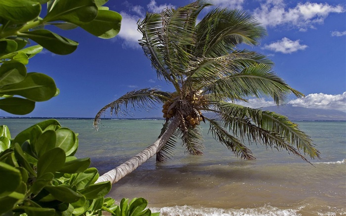 palmera, mar, agua, Hawai, EE.UU. Fondos de pantalla, imagen