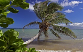 palmera, mar, agua, Hawai, EE.UU.