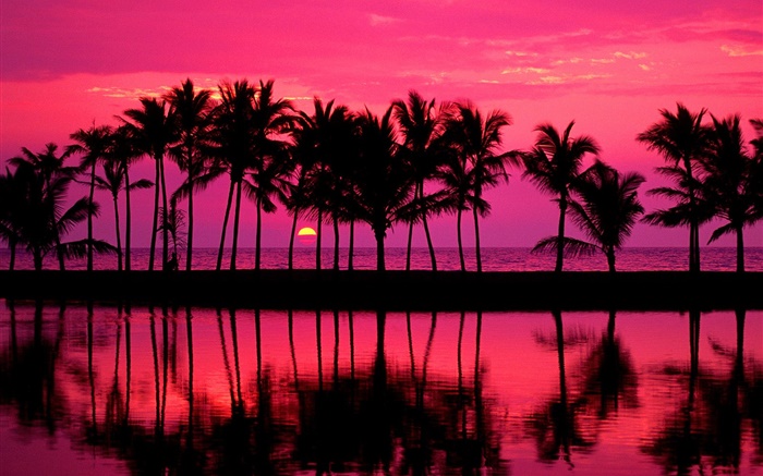 palmeras, bosquejo, cielo rojo, puesta del sol, mar Fondos de pantalla, imagen