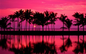 palmeras, bosquejo, cielo rojo, puesta del sol, mar