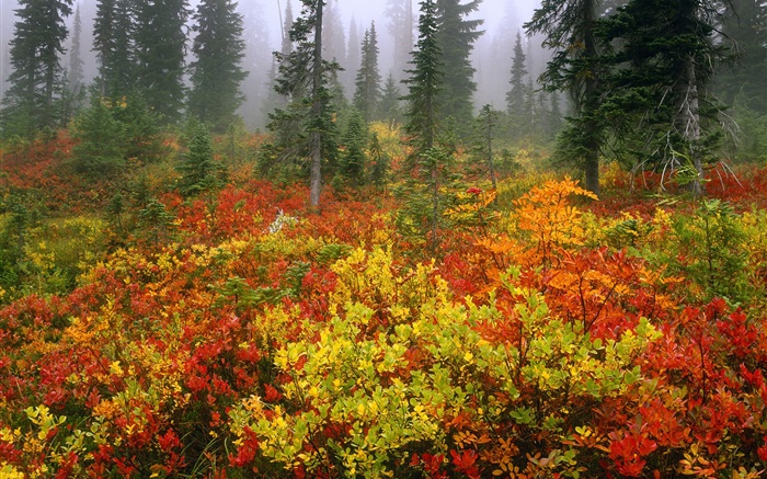 pinos, otoño, amanecer, niebla Fondos de pantalla, imagen