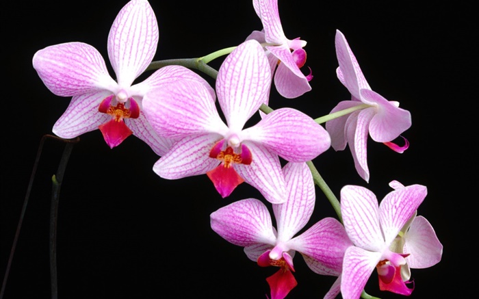 Pink Phalaenopsis, fondo negro Fondos de pantalla, imagen