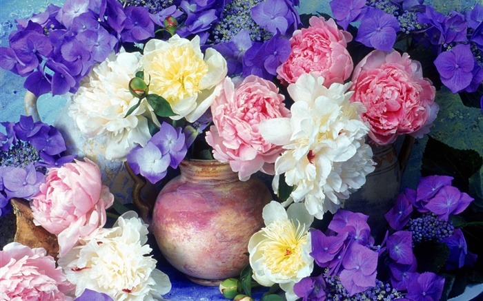 peonía rosa y blanco, hortensia azul-púrpura Fondos de pantalla, imagen