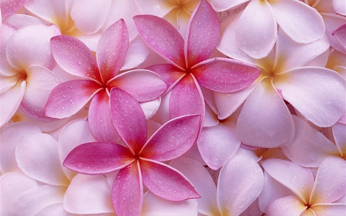 Rosados y blancos pétalos frangipani, las gotas de agua Fondos de pantalla, imagen