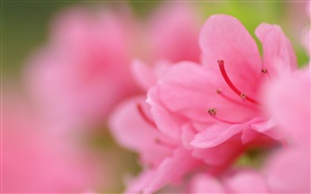 azaleas rosas fotografía macro
