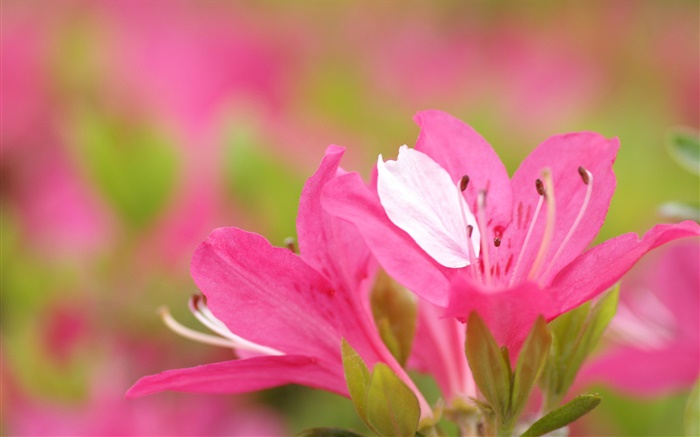 azaleas pétalos de rosa close-up Fondos de pantalla, imagen