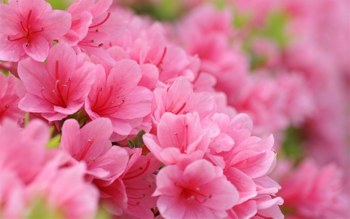 azaleas rosas Fondos de pantalla, imagen