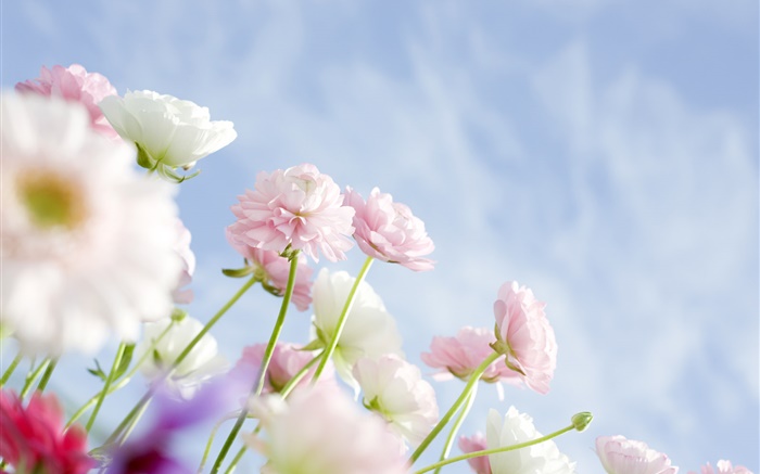 claveles de color rosa flores Fondos de pantalla, imagen