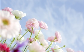 claveles de color rosa flores HD fondos de pantalla