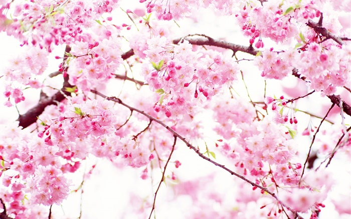 flores de color rosa cereza floración, primavera Fondos de pantalla, imagen