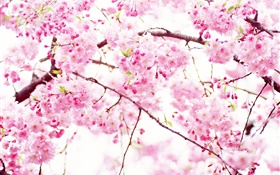 flores de color rosa cereza floración, primavera HD fondos de pantalla