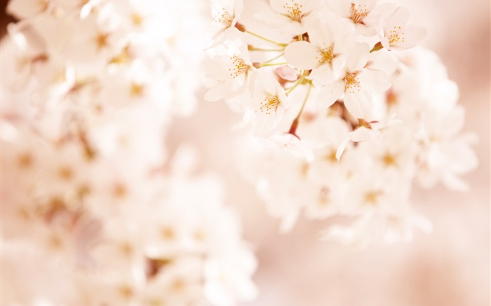 flores de color rosa cereza, bokeh Fondos de pantalla, imagen