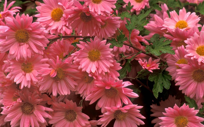 flores de crisantemo Primer rosado Fondos de pantalla, imagen