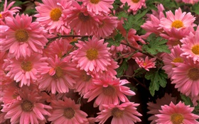 flores de crisantemo Primer rosado HD fondos de pantalla