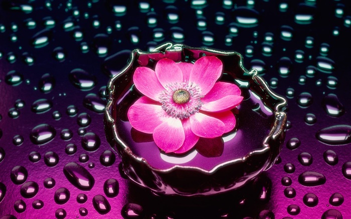 flor rosa primer plano, las gotas de agua Fondos de pantalla, imagen