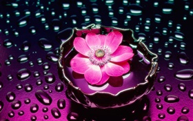 flor rosa primer plano, las gotas de agua