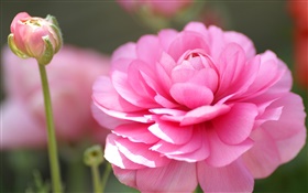 flores de color rosa macro fotografía, pétalos, bokeh HD fondos de pantalla