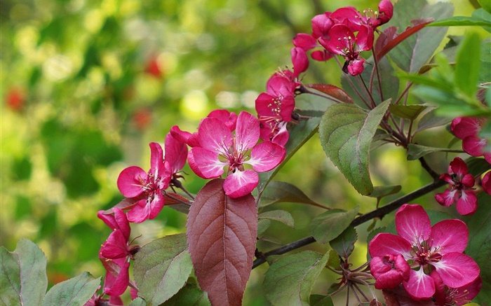 flores de color rosa, floración, hojas, primavera Fondos de pantalla, imagen