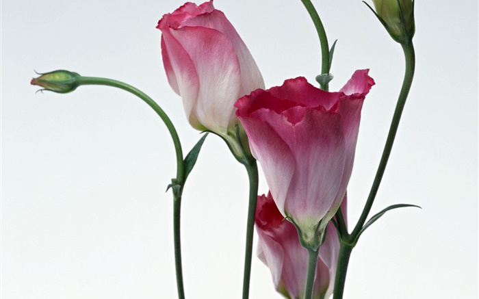flores de color rosa primer plano, fondo borroso Fondos de pantalla, imagen