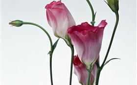 flores de color rosa primer plano, fondo borroso HD fondos de pantalla