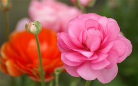 flores de color rosa primer plano, bokeh