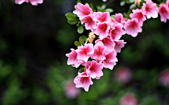 flores de color rosa, ramas, primavera Fondos de pantalla, imagen