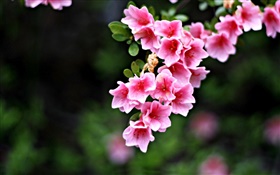 flores de color rosa, ramas, primavera