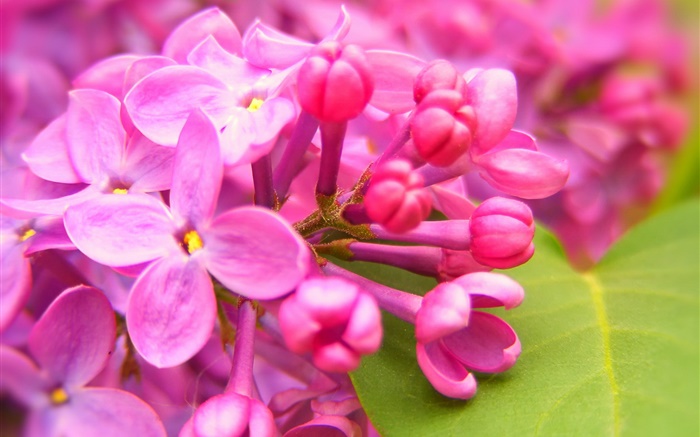 flores de color rosa lila Fondos de pantalla, imagen