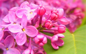 flores de color rosa lila