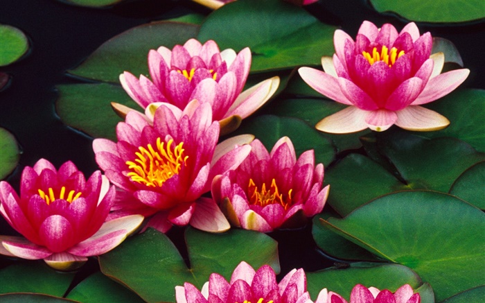 rosa flores de loto en el estanque Fondos de pantalla, imagen