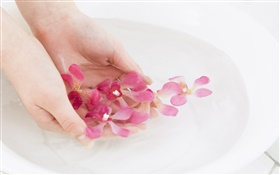 pétalos de flores de color rosa orquídea, el agua, las manos HD fondos de pantalla
