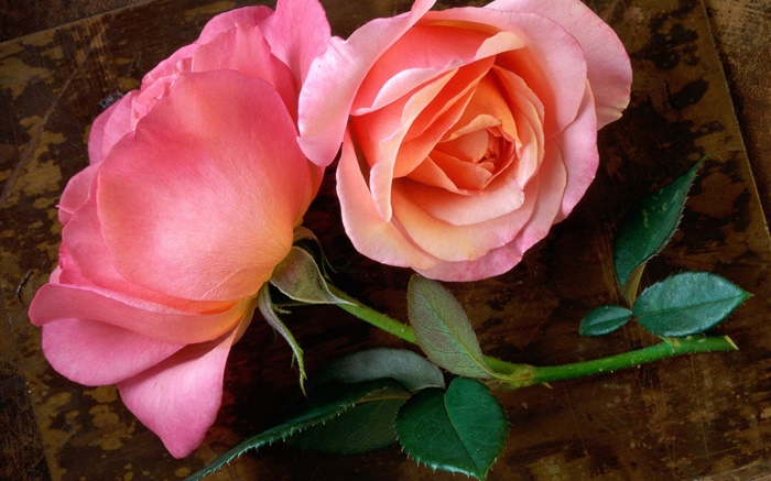 Rosa rosa flor en el tablero de madera Fondos de pantalla, imagen