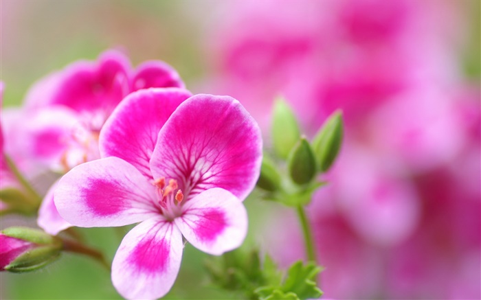 pétalos blancos de color rosa flores de cerca Fondos de pantalla, imagen