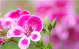 pétalos blancos de color rosa flores de cerca HD fondos de pantalla