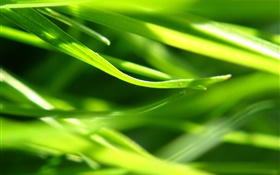 Las plantas de cerca, hierba, verde HD fondos de pantalla