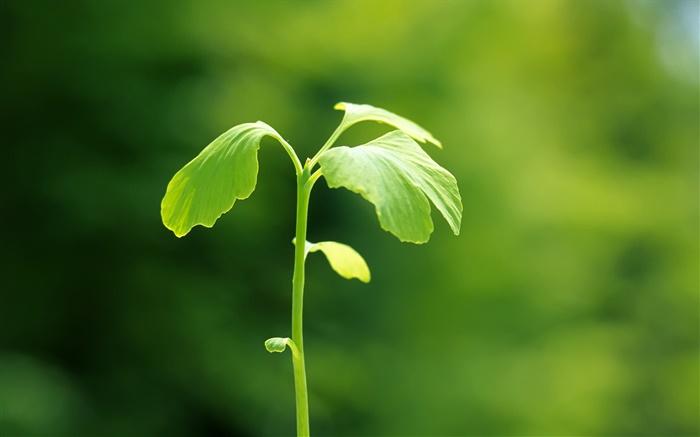Las plantas de primer plano, verde, primavera, bokeh Fondos de pantalla, imagen