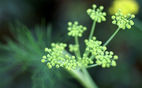 Macro plantas, flores fotografía HD fondos de pantalla