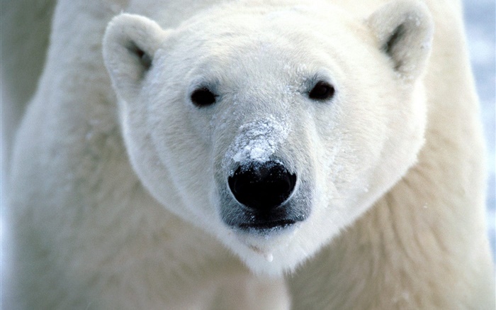la cara del oso polar primer plano Fondos de pantalla, imagen