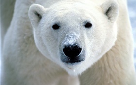 la cara del oso polar primer plano