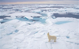 mirada oso polar al mar, la nieve espesa
