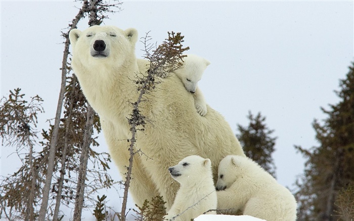 Los osos polares de la familia, la nieve, los cachorros Fondos de pantalla, imagen