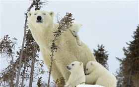 Los osos polares de la familia, la nieve, los cachorros